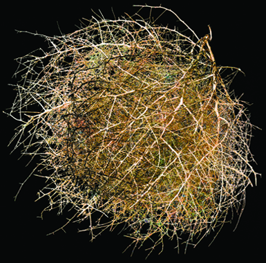 Tumbleweed #3 by Mikel Covey. Archival pigment print at J GO Gallery